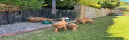 Labrador Retriever dogs for sale: KC Registered Fox red Labrador puppies in Newtown - Advert 24