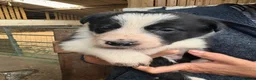 Border Collie dogs for sale: Farm Bred Border Collie puppies  - Advert 4