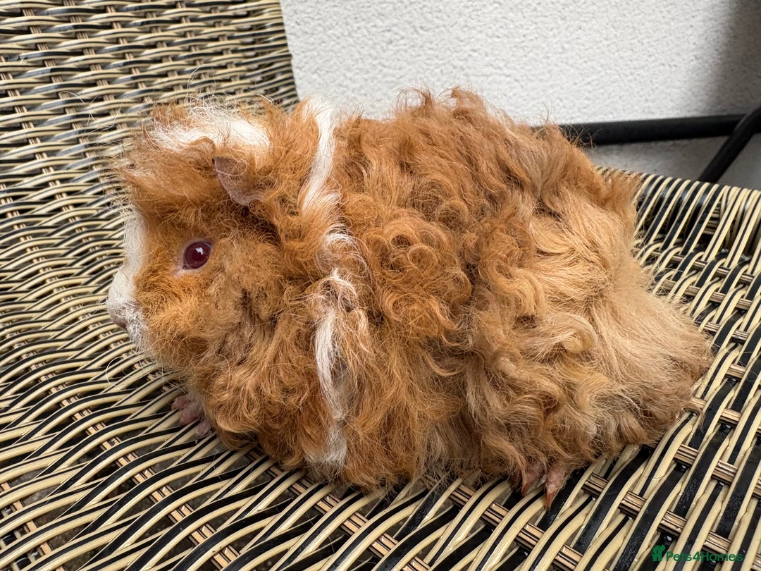 Guinea Pig rodents for sale:  Lunkarya boar  - Advert 6