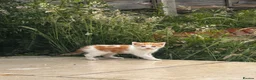 British Shorthair cats for sale: Four 10 weeks old Kittens  in Greenford - Advert 12