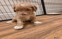 Australian Labradoodle dogs for sale: Australian Labradoodle Puppies  - Image 18