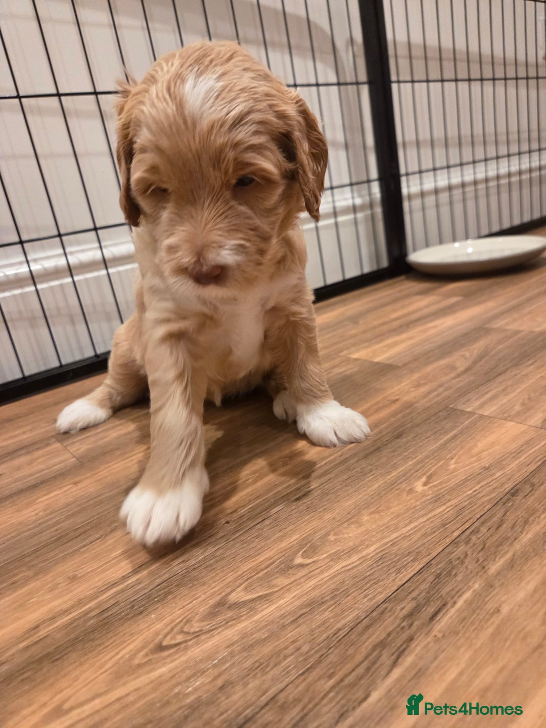 Australian Labradoodle dogs for sale: Australian Labradoodle Puppies  - Image 18
