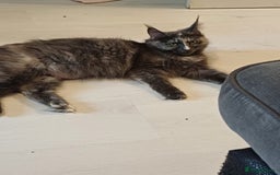 Maine Coon cats for sale: 3 gorgeous maincoon babies  - Image 1