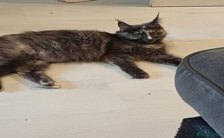 Maine Coon cats - Advert 15