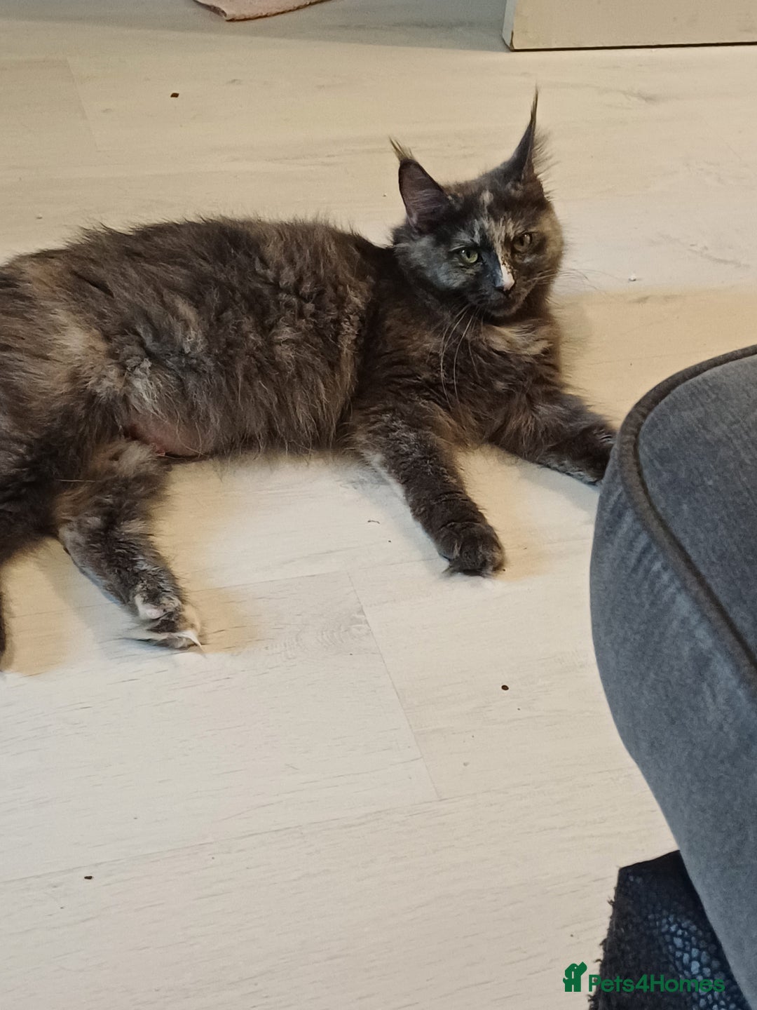 Maine Coon cats for sale: 3 gorgeous maincoon babies  - Image 1