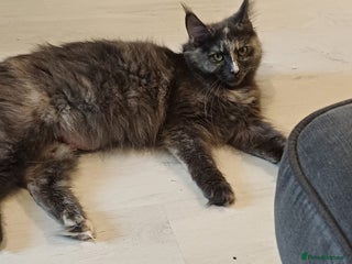 Maine Coon cats for sale - Advert 1