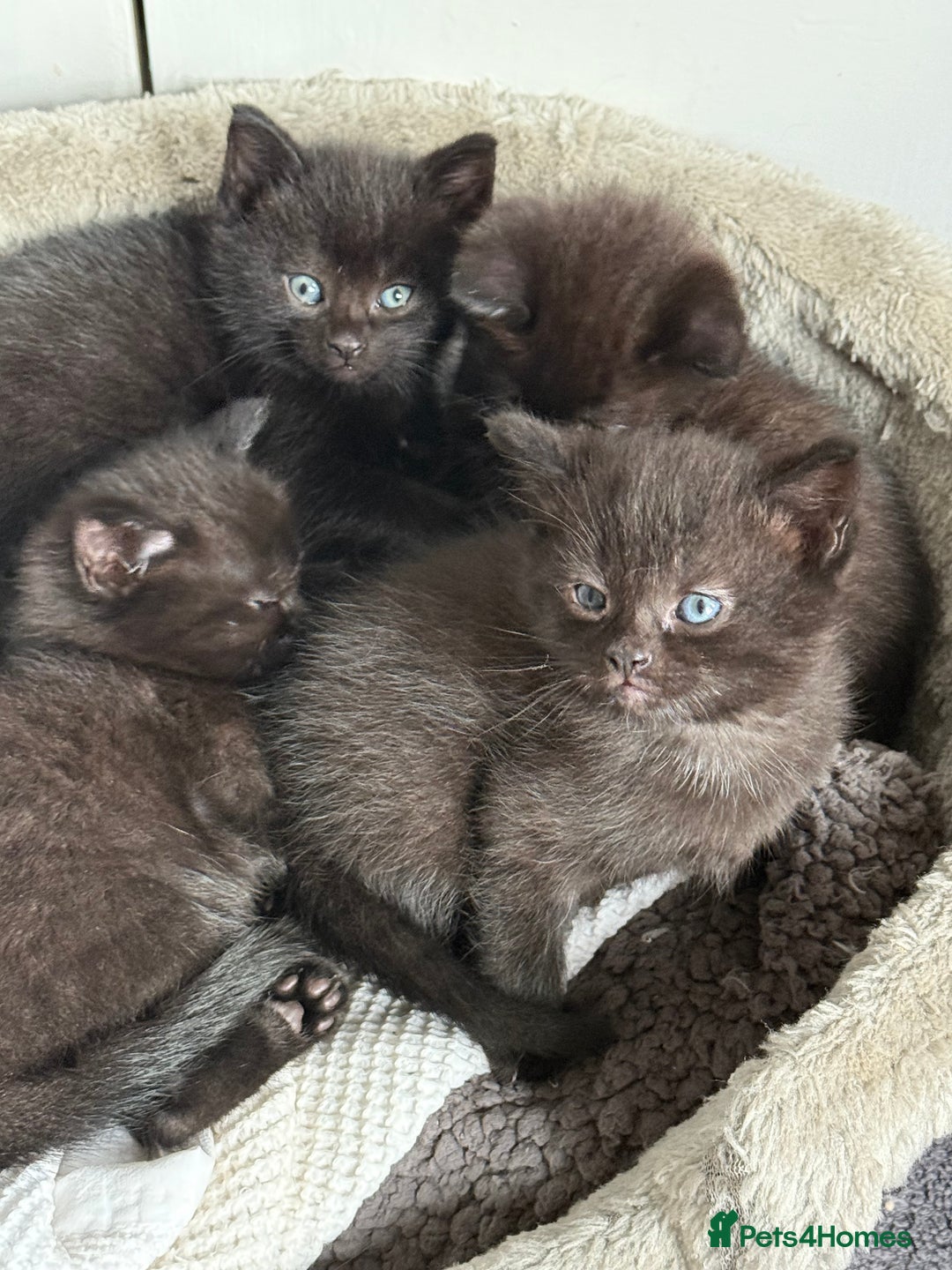 British Shorthair cats for sale: Black Kittens - Image 2