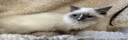 Ragdoll cats for sale: Gorgeous ragdoll kittens  - Advert 6