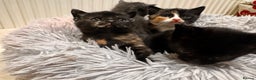 Mixed Breed cats for sale: 4 beautiful kittens - Advert 2
