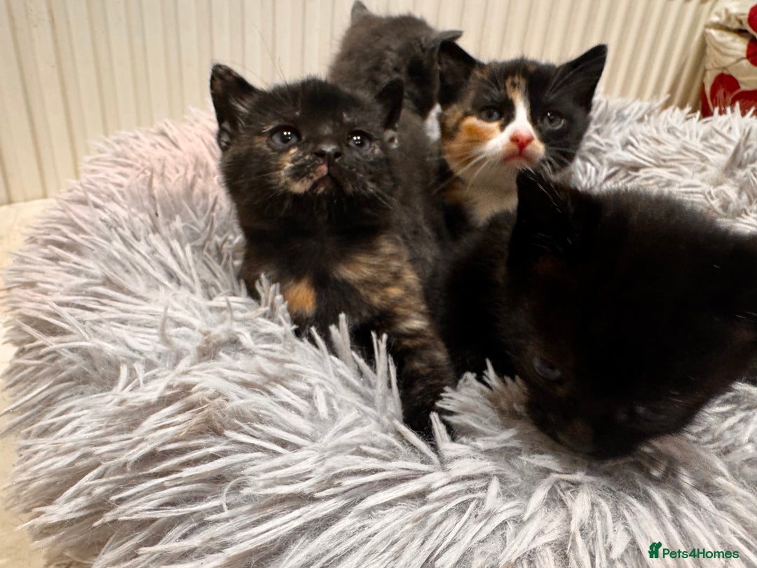 Mixed Breed cats for sale: 4 beautiful kittens - Advert 2