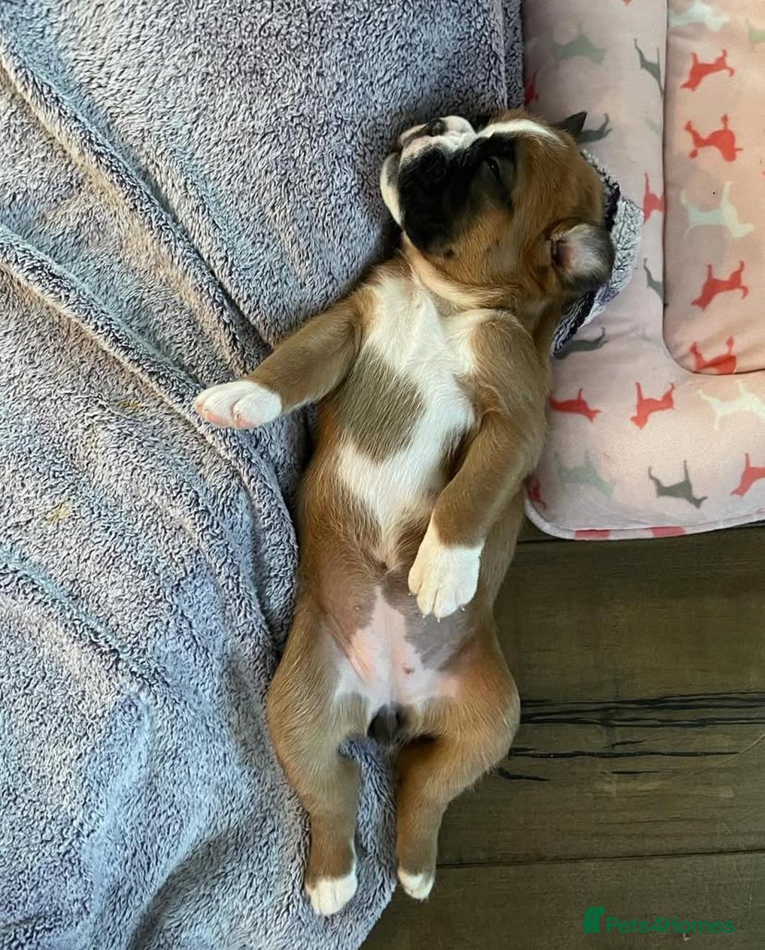 Boxer dogs for sale: STUNNING BOXER PUPPIES - Advert 8