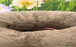 British Shorthair cats for sale: British Shorthair Kittens  - Image 18
