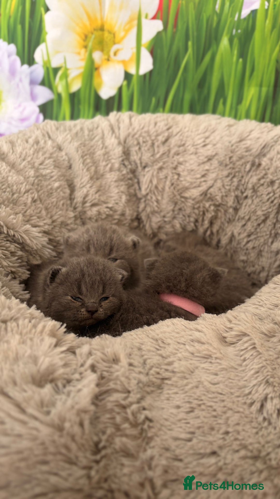 British Shorthair cats for sale: British Shorthair Kittens  - Image 18
