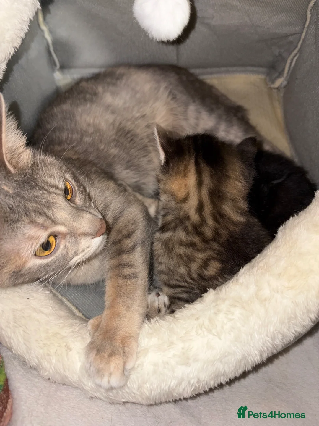 Mixed Breed cats for sale: Beautiful kittens ready for to go  - Advert 1