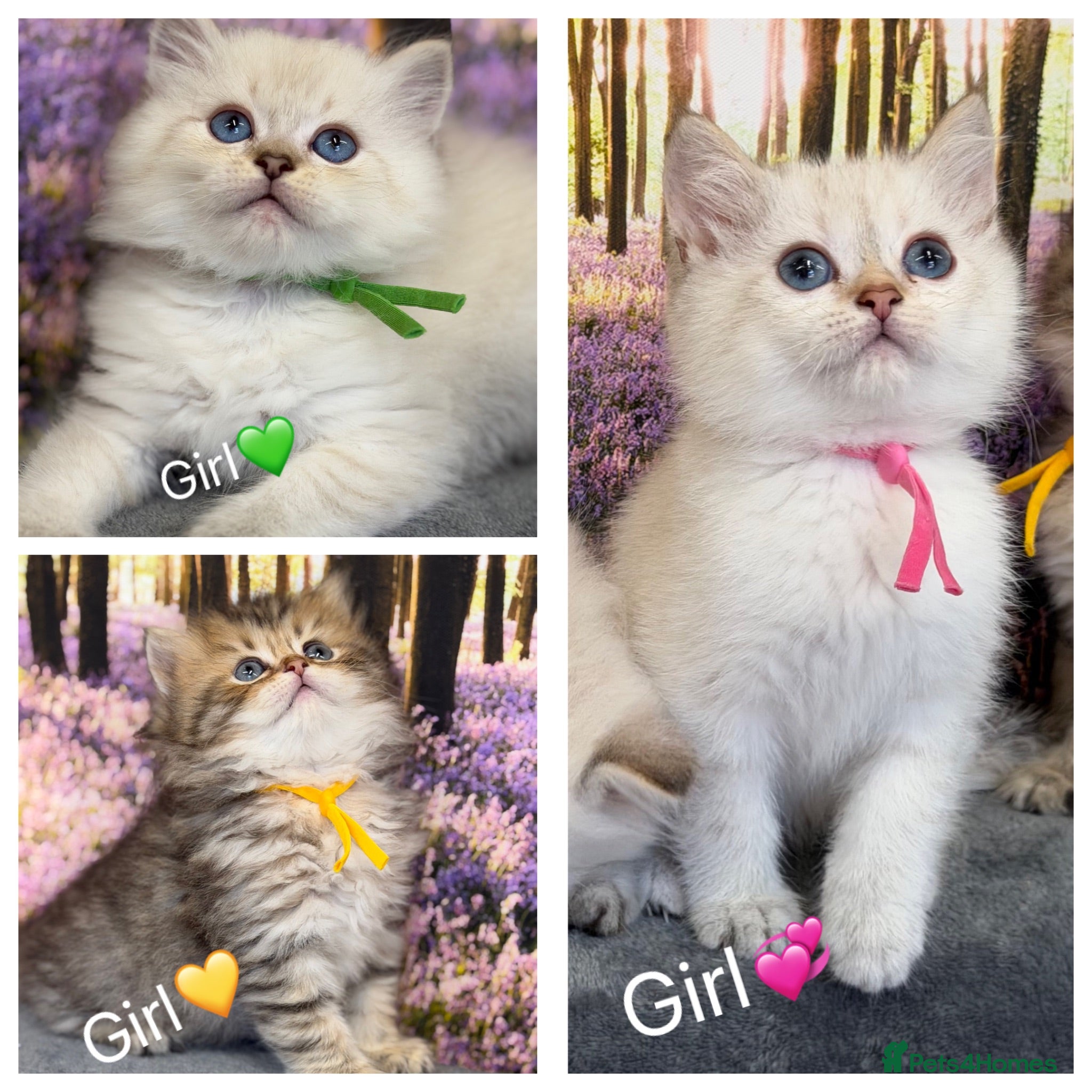 British Longhair cats British LH adorable golden kittens TICA  - Advert 4