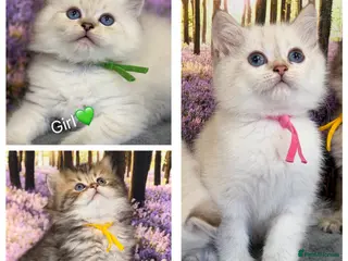 British Longhair cats British LH adorable golden kittens TICA - Advert 1