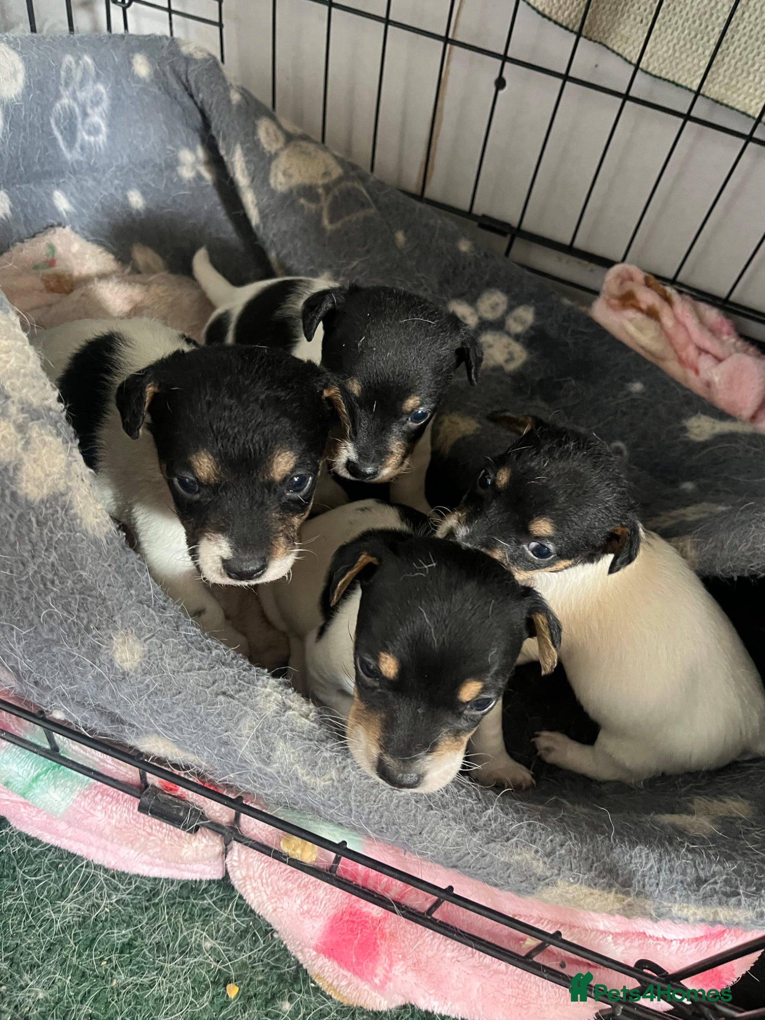 Jack Russell dogs 🐶 4 Adorable Jack Russel Puppies🐶 - Advert 10