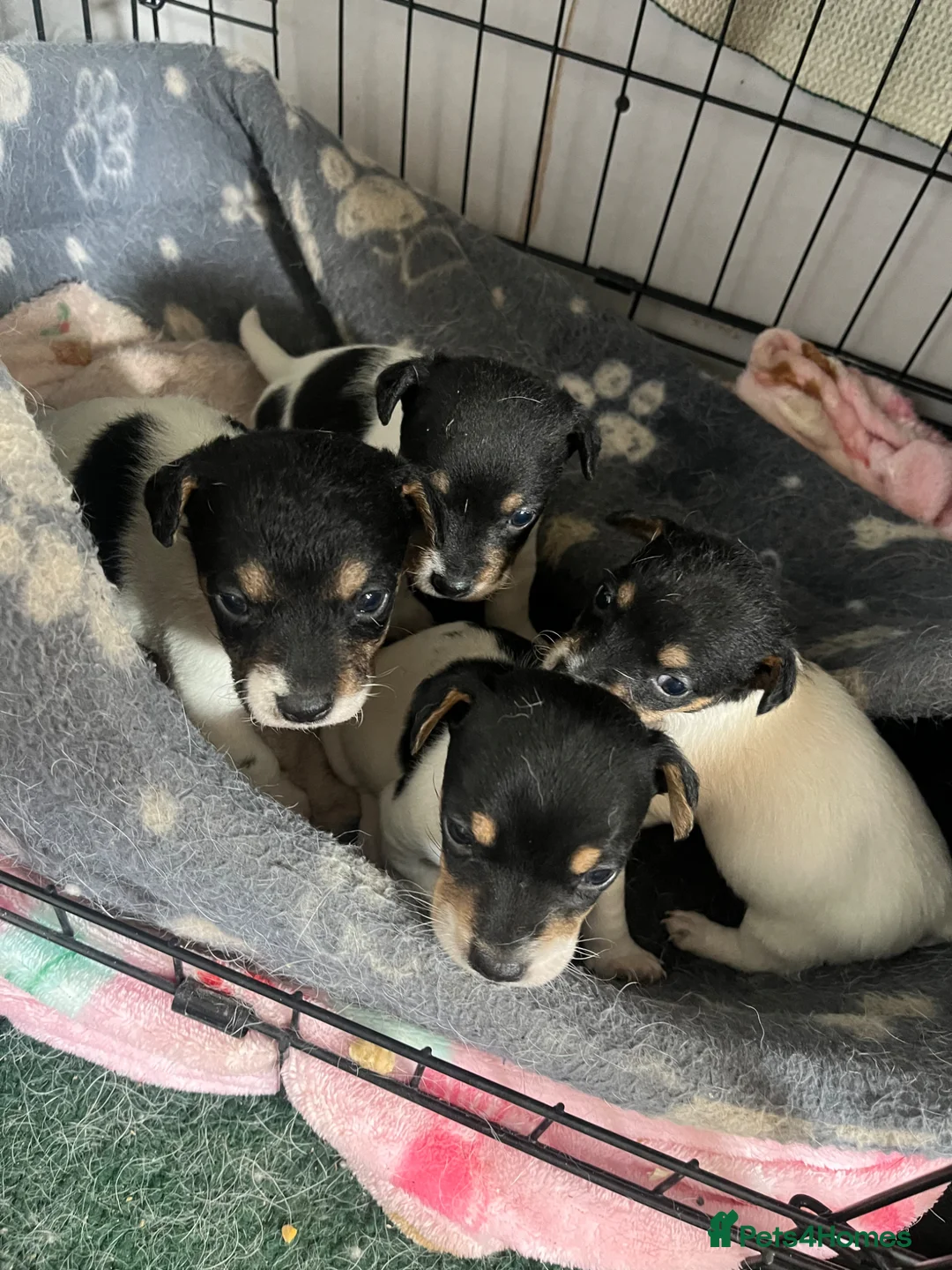 Jack Russell dogs for sale: 🐶 4 Adorable Jack Russel Puppies🐶 - Advert 1