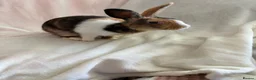 Harlequin rabbits for sale: English spot buck & harlequins  - Advert 10