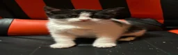 Mixed Breed cats for sale: Beautiful kittens - Advert 9