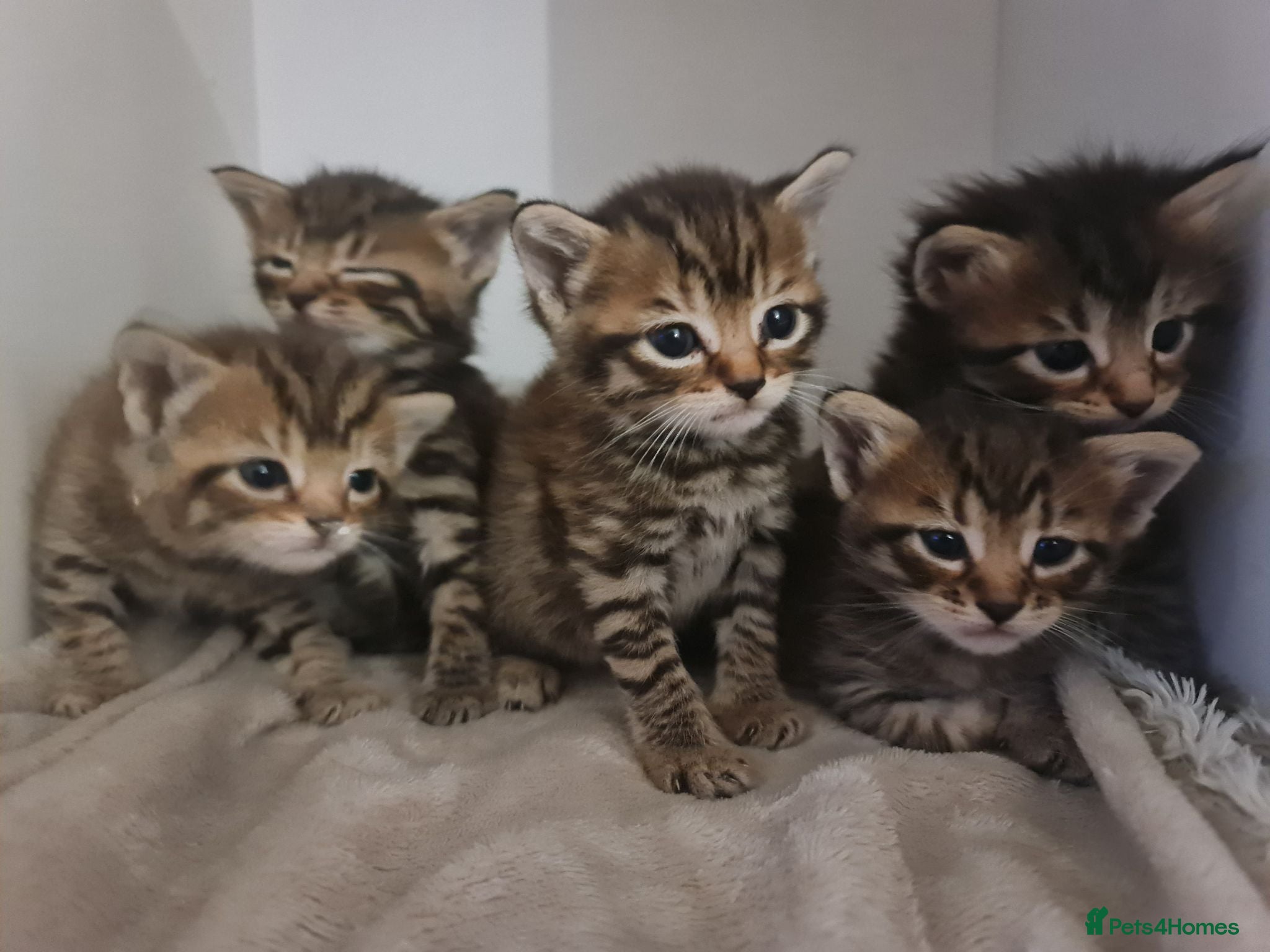 Mixed Breed cats 5 kittens for sale  - Advert 1