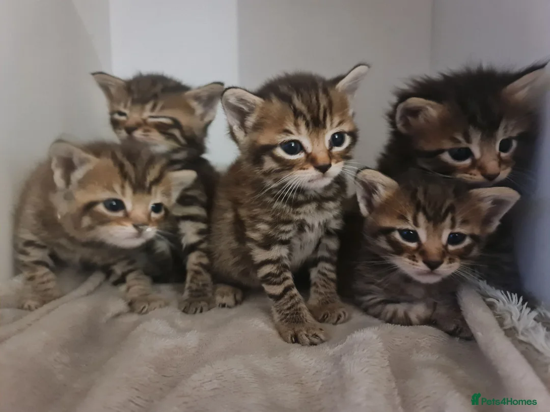 Mixed Breed cats for sale: 5 kittens for sale  - Advert 1