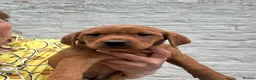 Labrador Retriever dogs for sale: FiOx red Labradors  - Advert 4