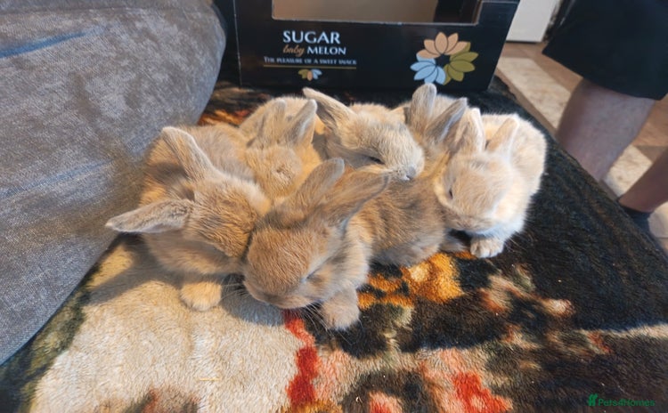 Dwarf Lop rabbits - Advert 1