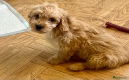 Mixed Breed dogs for sale: Adorable Maltipoo x Cockapoo puppies - Image 1