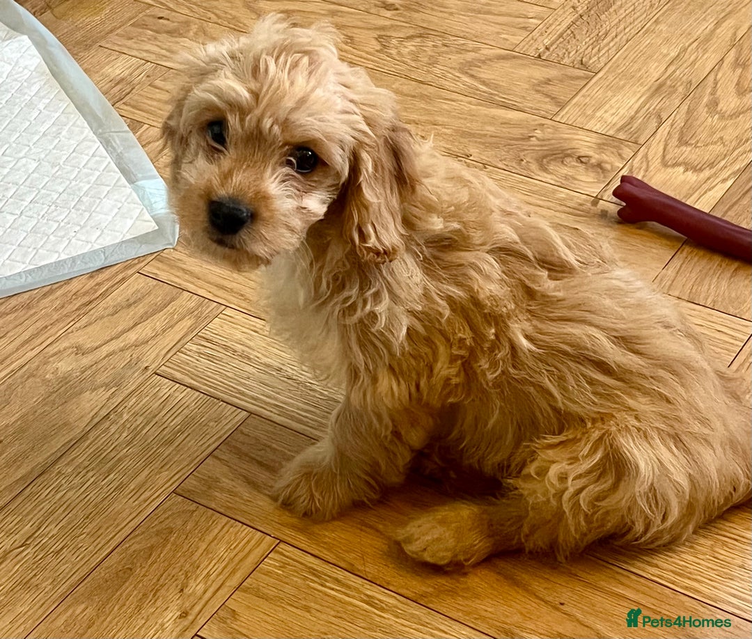 Mixed Breed dogs for sale: Adorable Maltipoo x Cockapoo puppies - Image 1