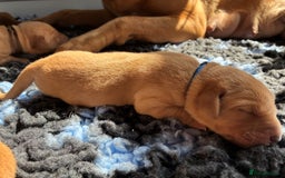 Labrador Retriever dogs for sale: Fox Red Labrador Pups, Health tested parents - Image 8
