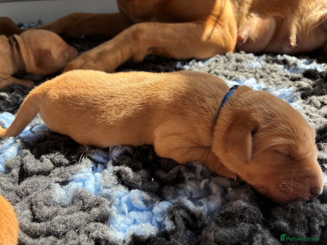 Labrador Retriever dogs for sale: Fox Red Labrador Pups, Health tested parents - Image 8