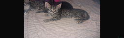 Savannah cats for sale: Savannah Cross Kittens - Advert 6
