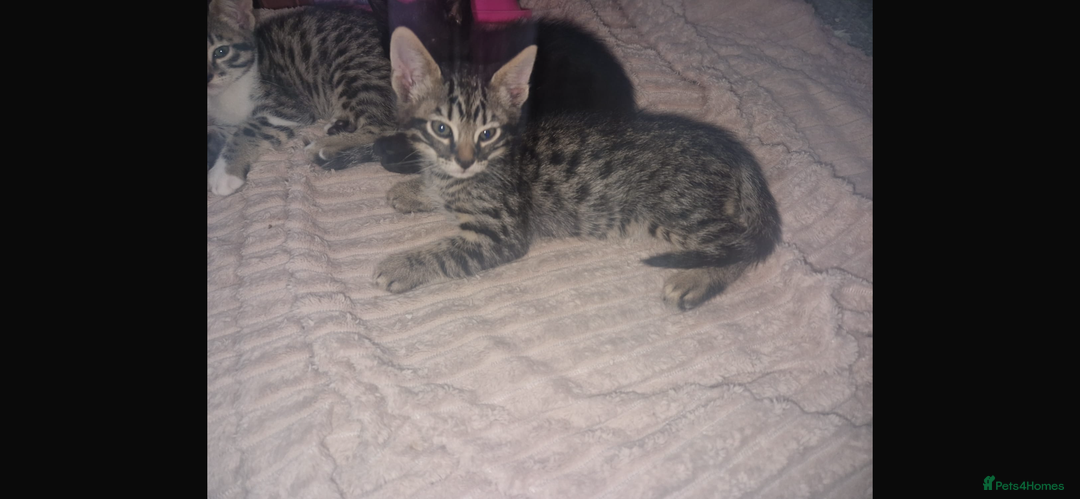 Savannah cats for sale: Savannah Cross Kittens - Advert 6