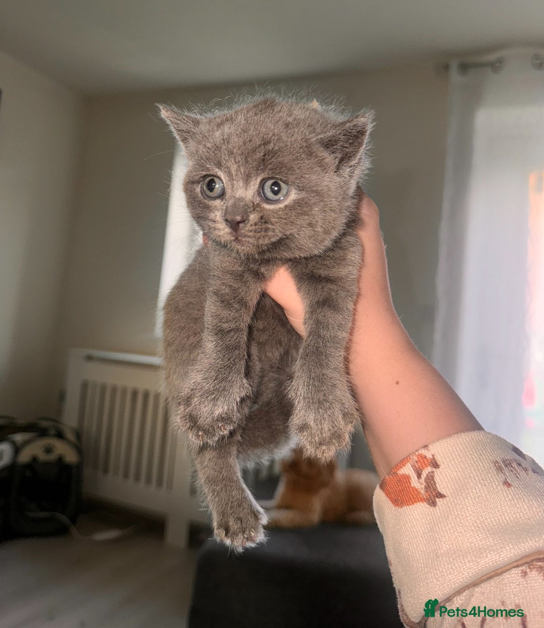 British Shorthair cats for sale: Chunky, fluffy British Shorthairs kittens🐾✨ - Image 4