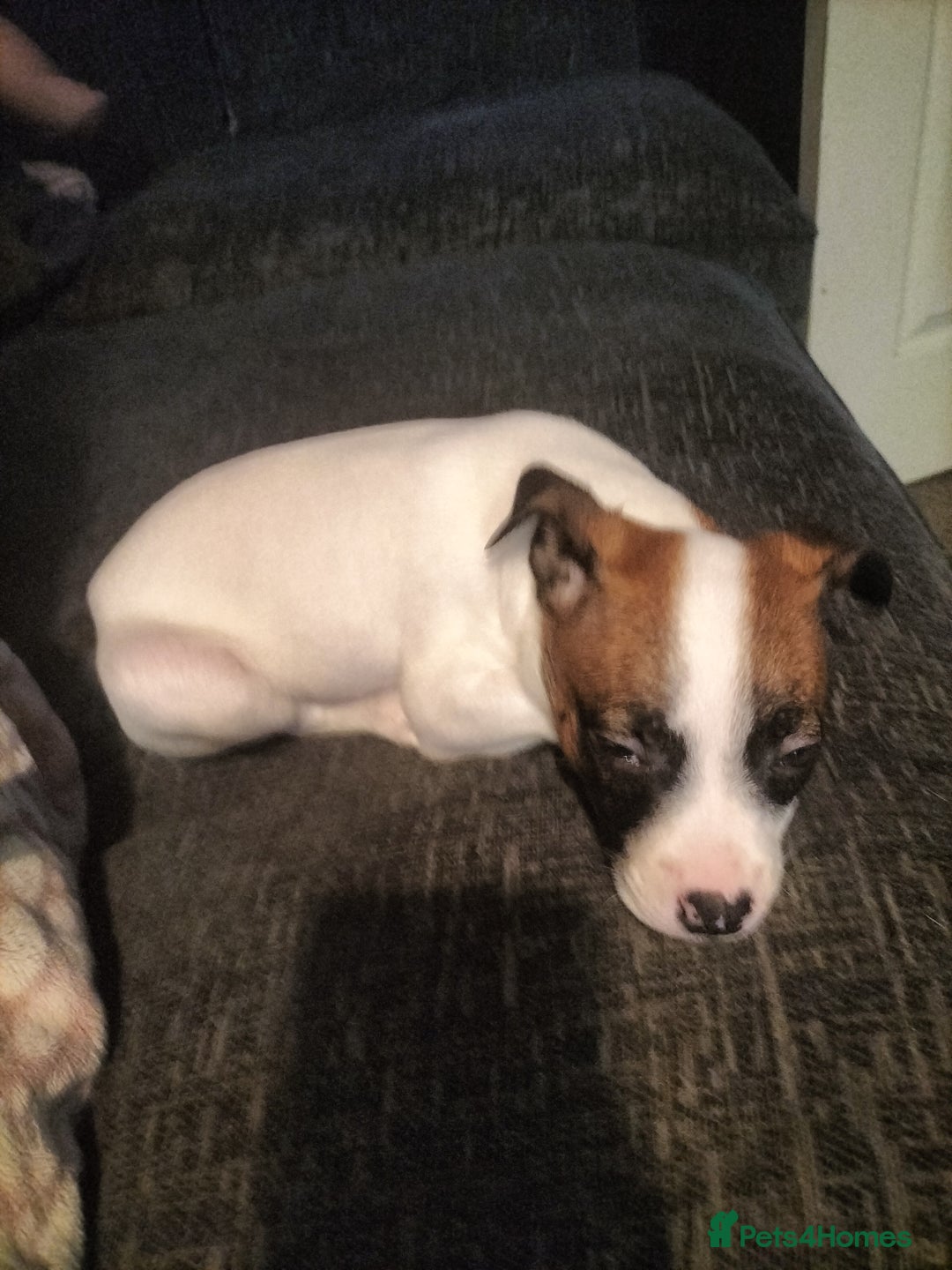 Mixed Breed dogs for sale: Cute litter of puppies  - Advert 10