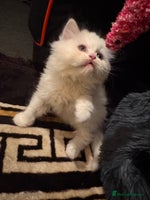 Persian cats Chubby Persian kittens Last white kitten left ! - Advert 5