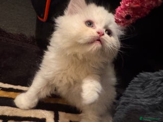 Persian cats Chubby Persian kittens for sale! - Advert 8