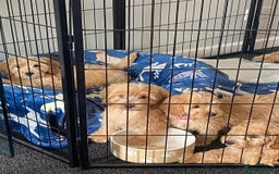 Cockapoo dogs for sale: STUNNING F1 COCKAPOO PUPPIES  - Image 16