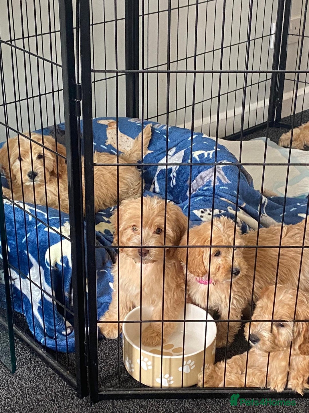 Cockapoo dogs for sale: STUNNING F1 COCKAPOO PUPPIES  - Image 16