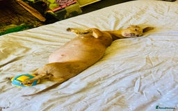 Mixed Breed dogs for sale: Beautiful Dachshunds for sale  - Image 13