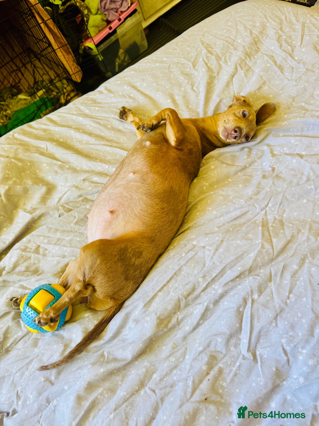 Mixed Breed dogs for sale: Beautiful Dachshunds for sale  - Image 13