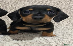 Dachshund dogs for sale: Miniature Dachshund sausage dog puppies - Image 14