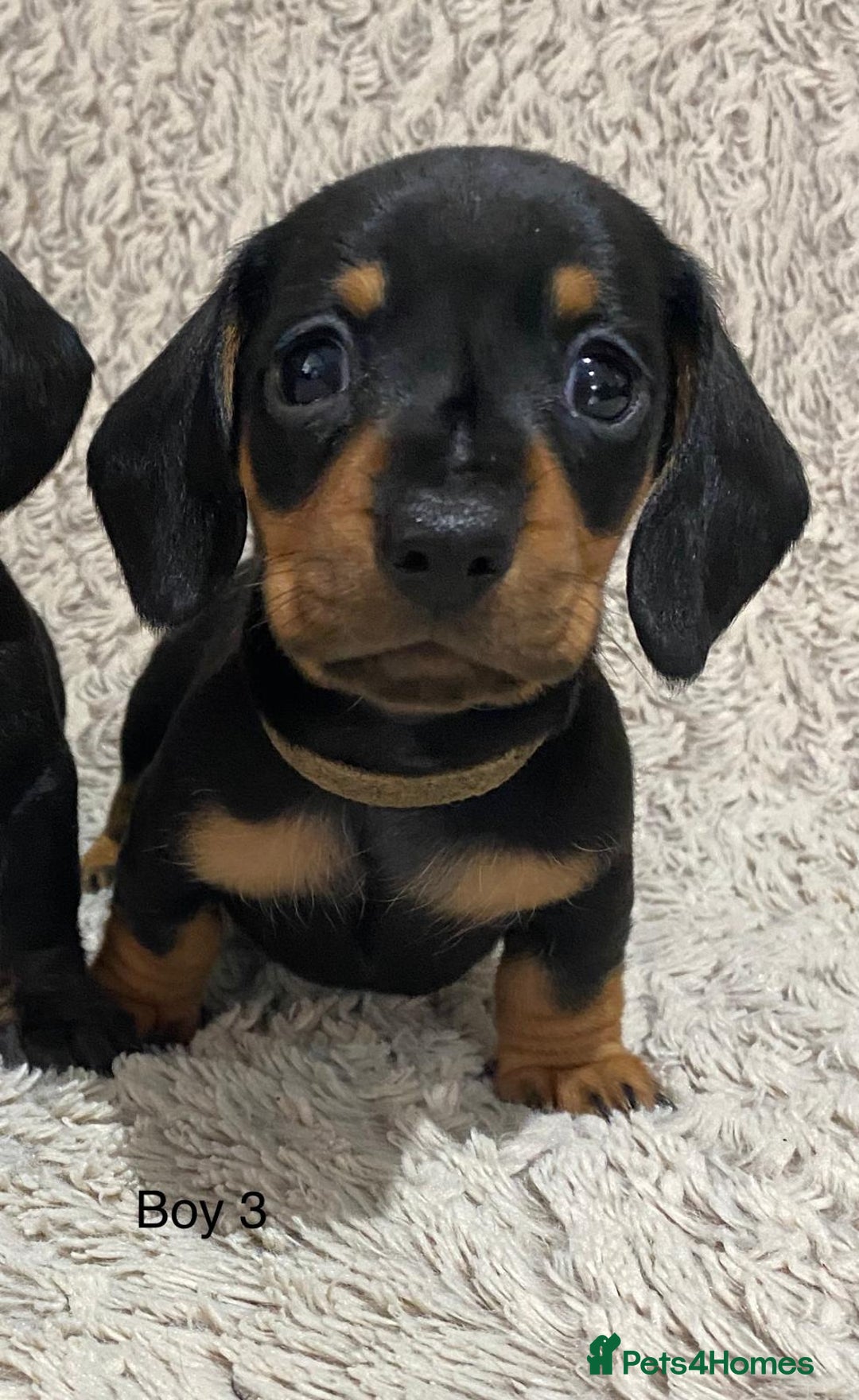 Dachshund dogs for sale: Miniature Dachshund sausage dog puppies - Image 14