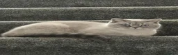 British Shorthair cats for sale: 3 beautiful british shorthair kittens - Advert 3