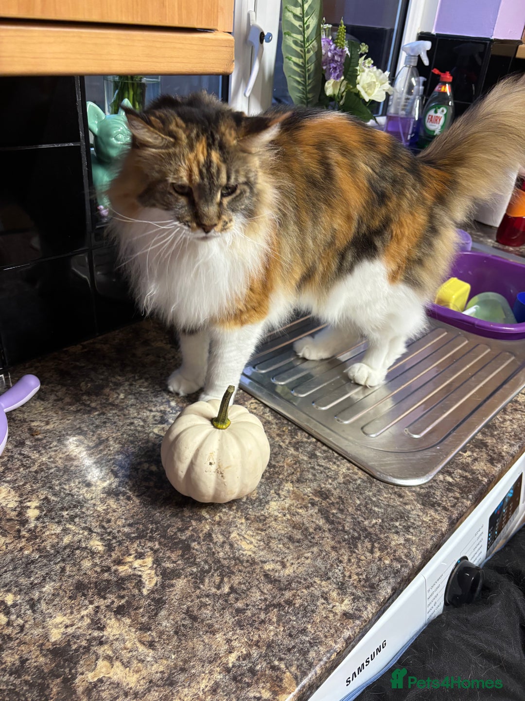 Maine Coon cats for sale: 2 Adult Maine Coon female  - Image 3