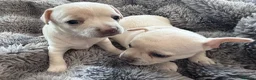 Mixed Breed dogs for sale: Bullhuahua (French Bulldog × Chihuahua) Puppies - Advert 19