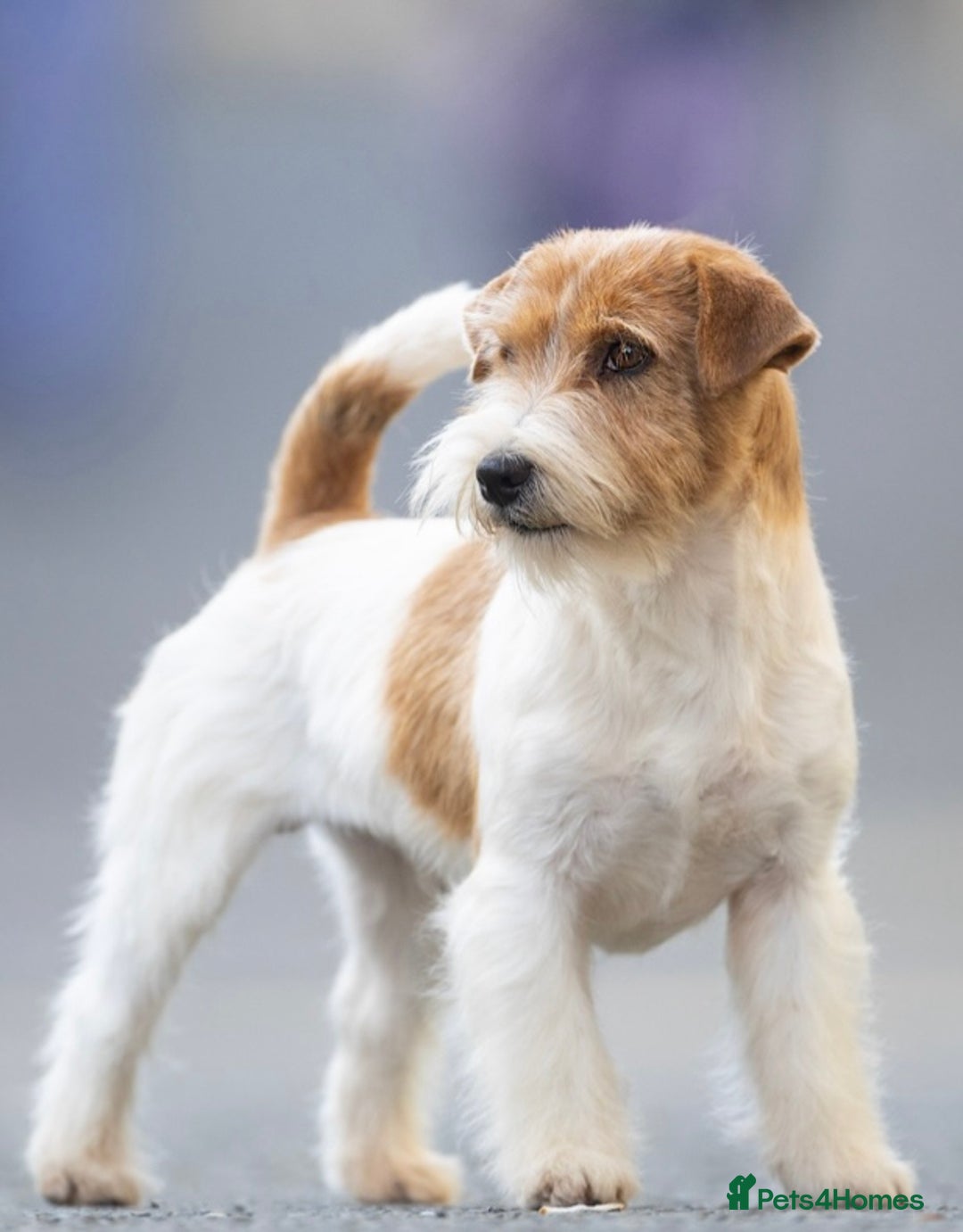 Jack Russell dogs for sale: Pedigree Jack Russell Terriers - Image 19