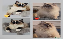 Ragdoll cats for sale: Tica Active Champion blood Ragdoll kittens - Image 1