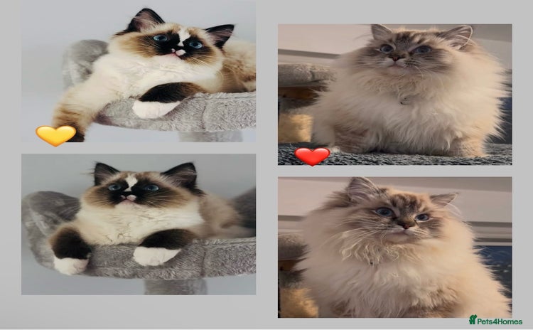 Ragdoll cats - Advert 10